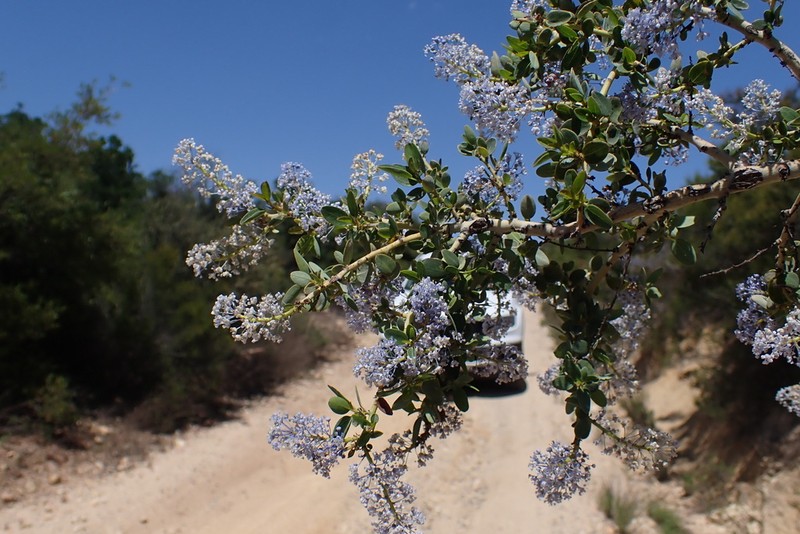 Ceanothus pendletonensis photo 3
