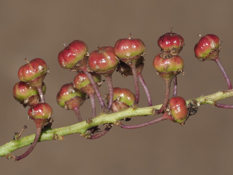 Ceanothus pendletonensis photo 4