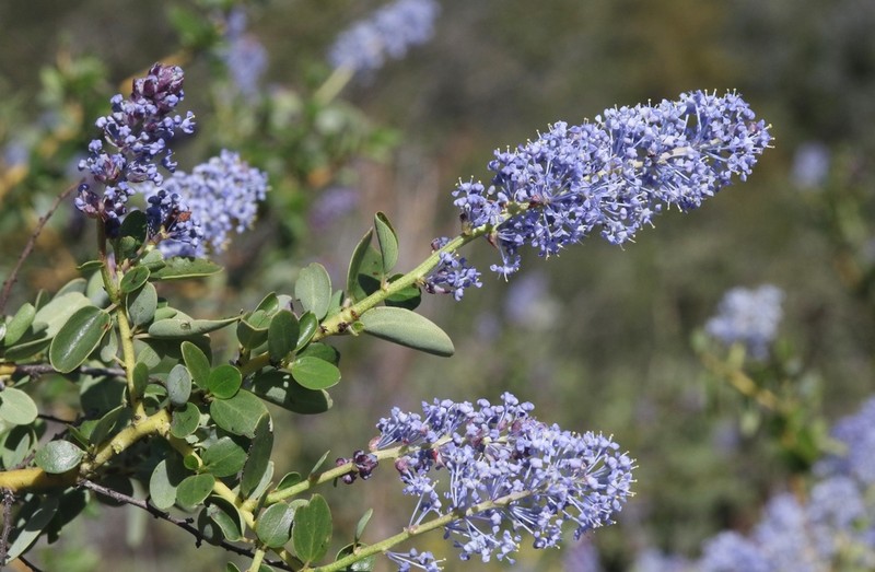 Ceanothus pendletonensis photo 6