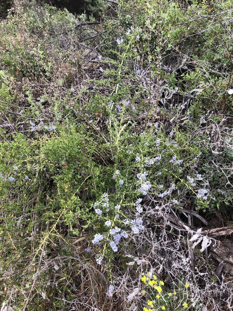 Ceanothus pendletonensis photo 7