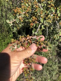 Ceanothus perplexans