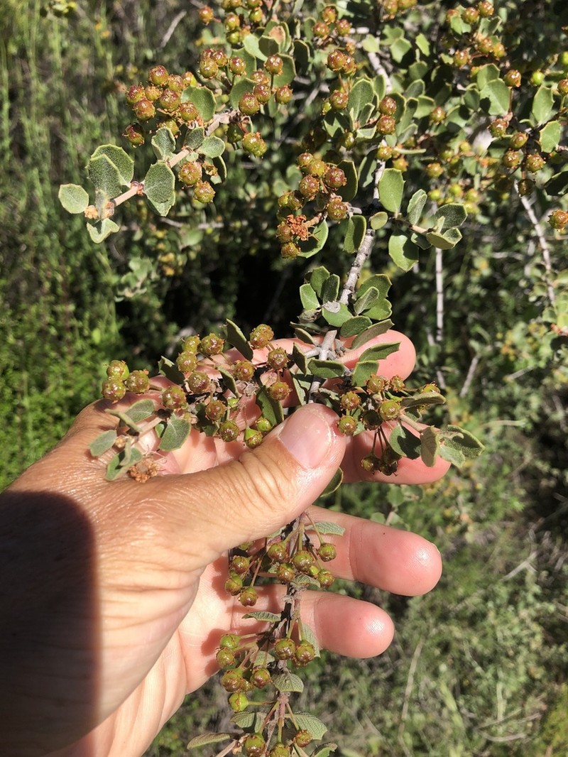 Ceanothus perplexans