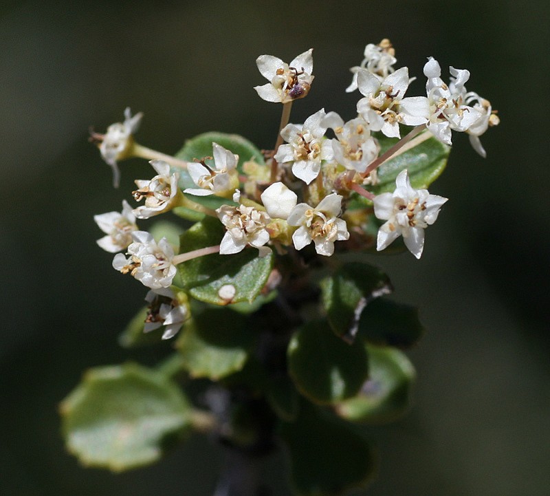 Ceanothus perplexans photo 2