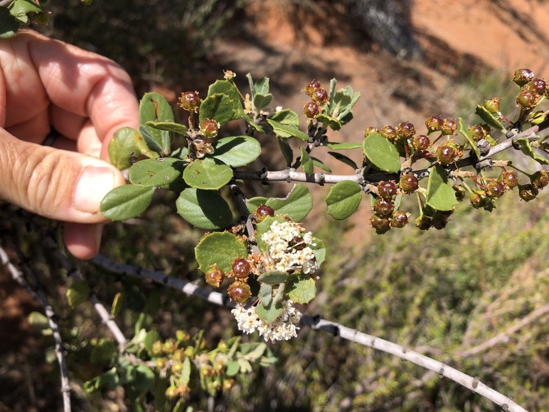 Ceanothus perplexans photo 3