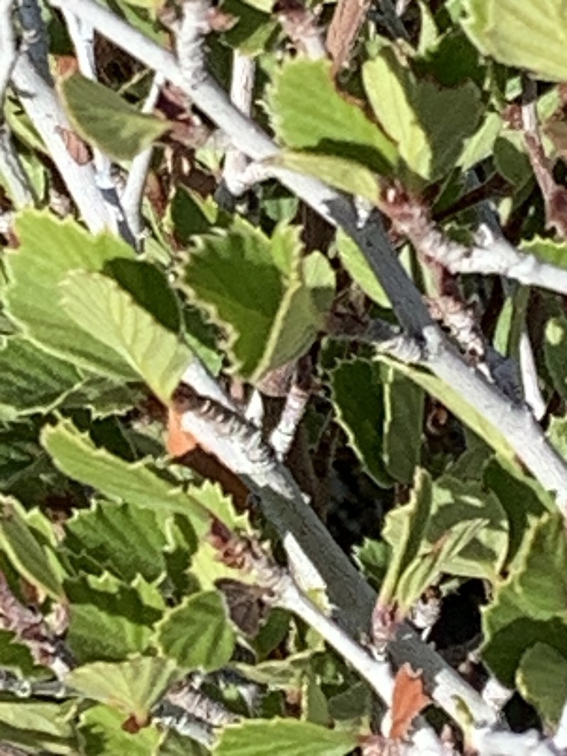 Ceanothus perplexans photo 4
