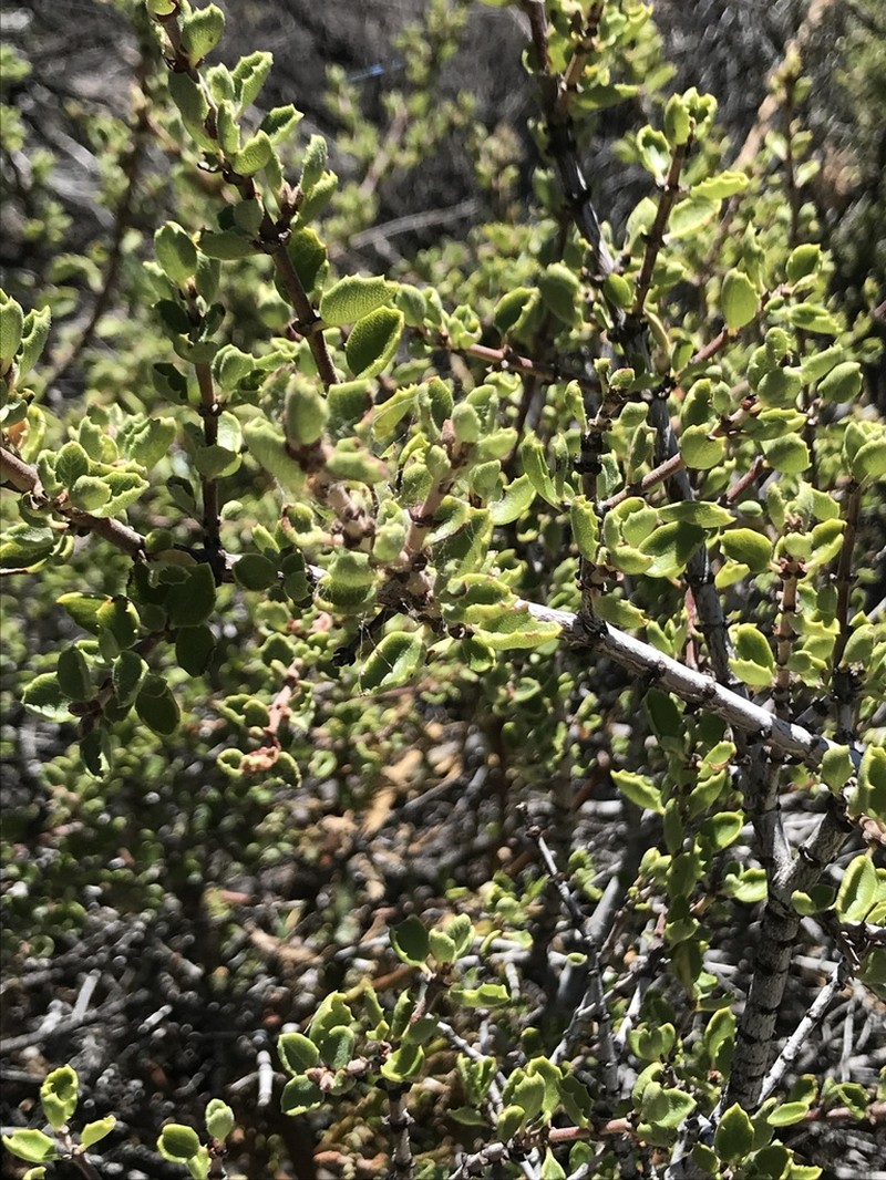 Ceanothus perplexans photo 5