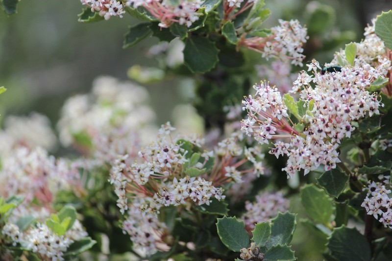 Ceanothus perplexans photo 6