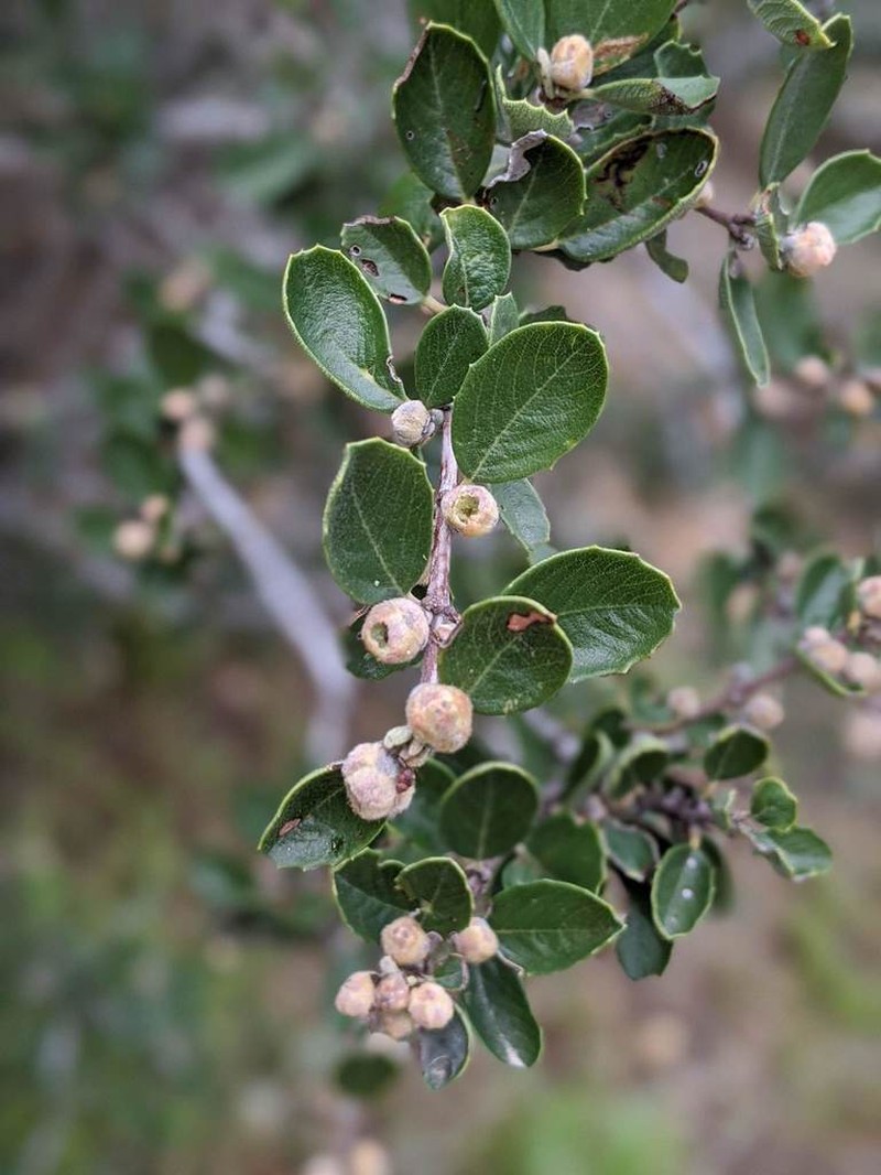 Ceanothus perplexans photo 8