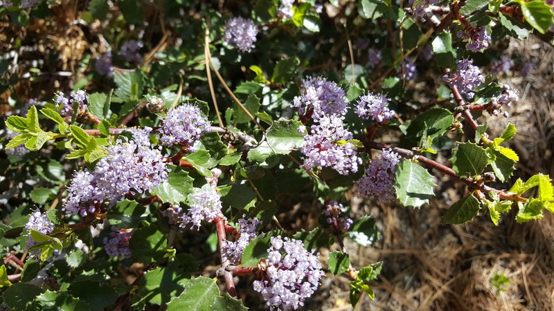 Coville Ceanothus