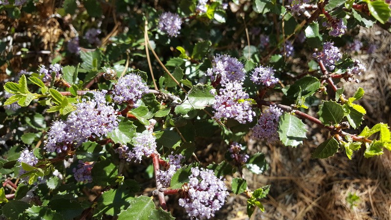 Coville Ceanothus photo 2
