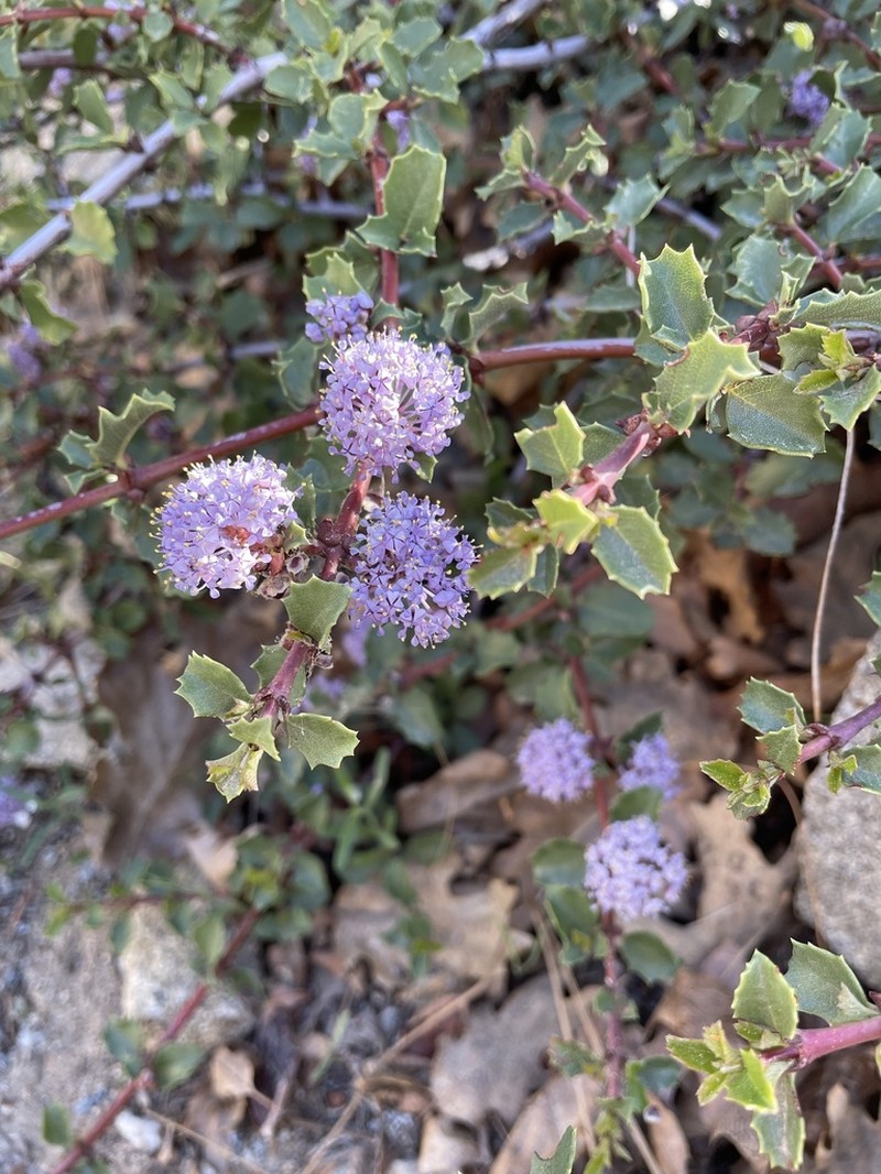 Coville Ceanothus photo 3