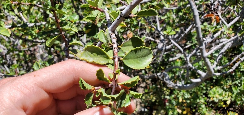 Coville Ceanothus photo 4