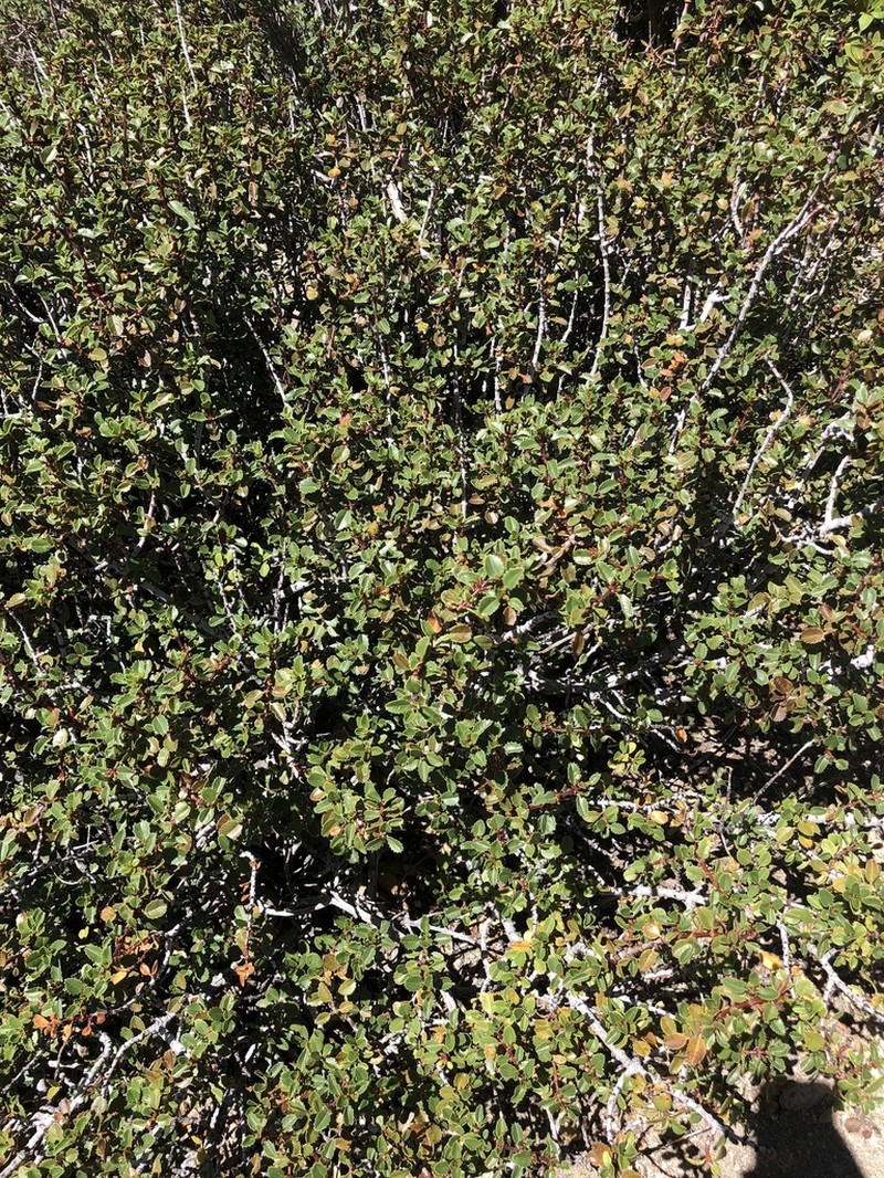 Coville Ceanothus photo 6