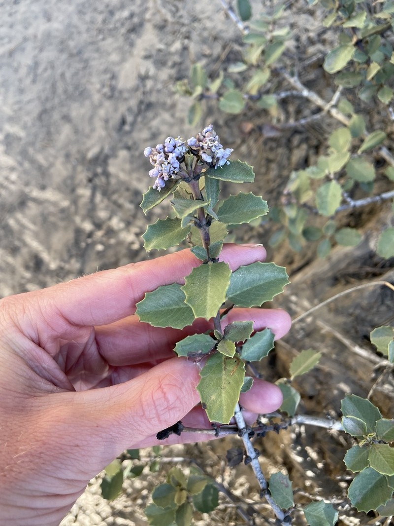 Coville Ceanothus photo 7