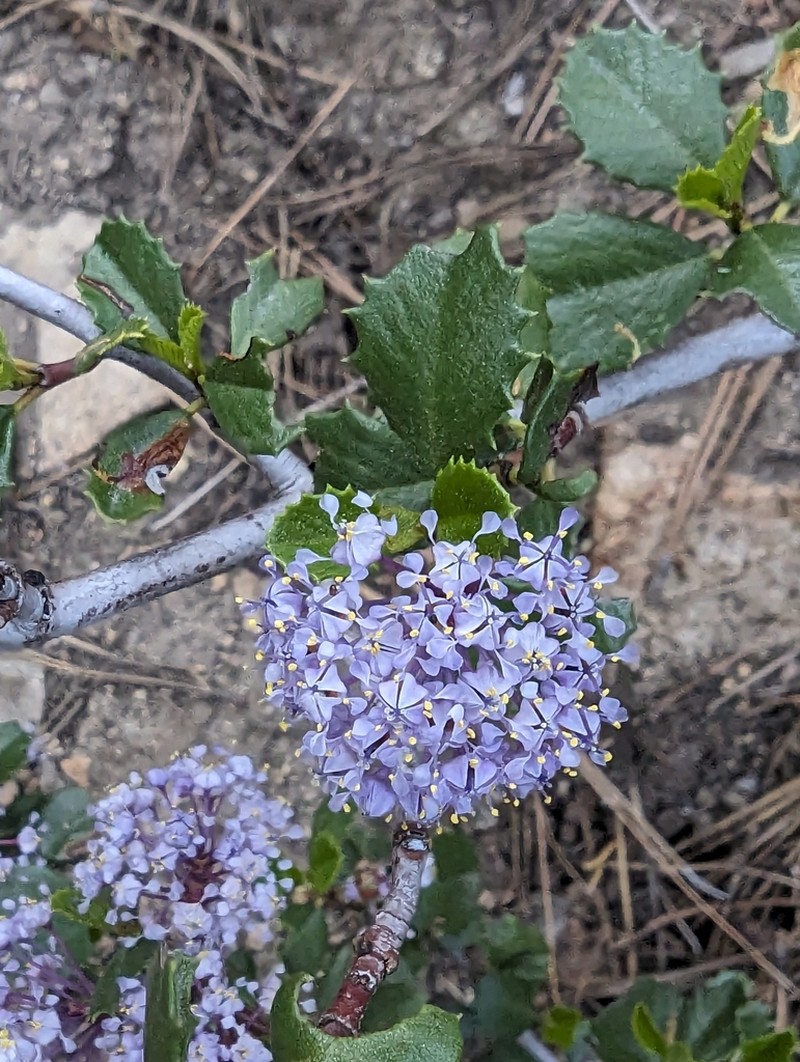 Coville Ceanothus photo 8