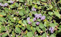 Prostrate Ceanothus