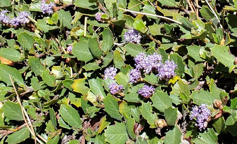 Prostrate Ceanothus