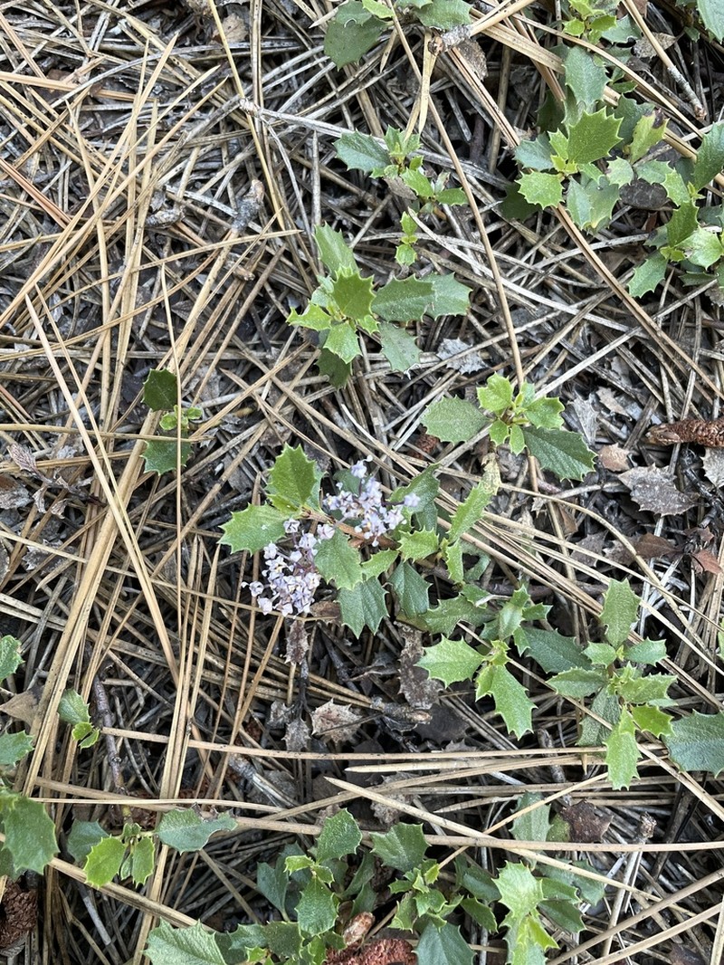 Prostrate Ceanothus photo 2