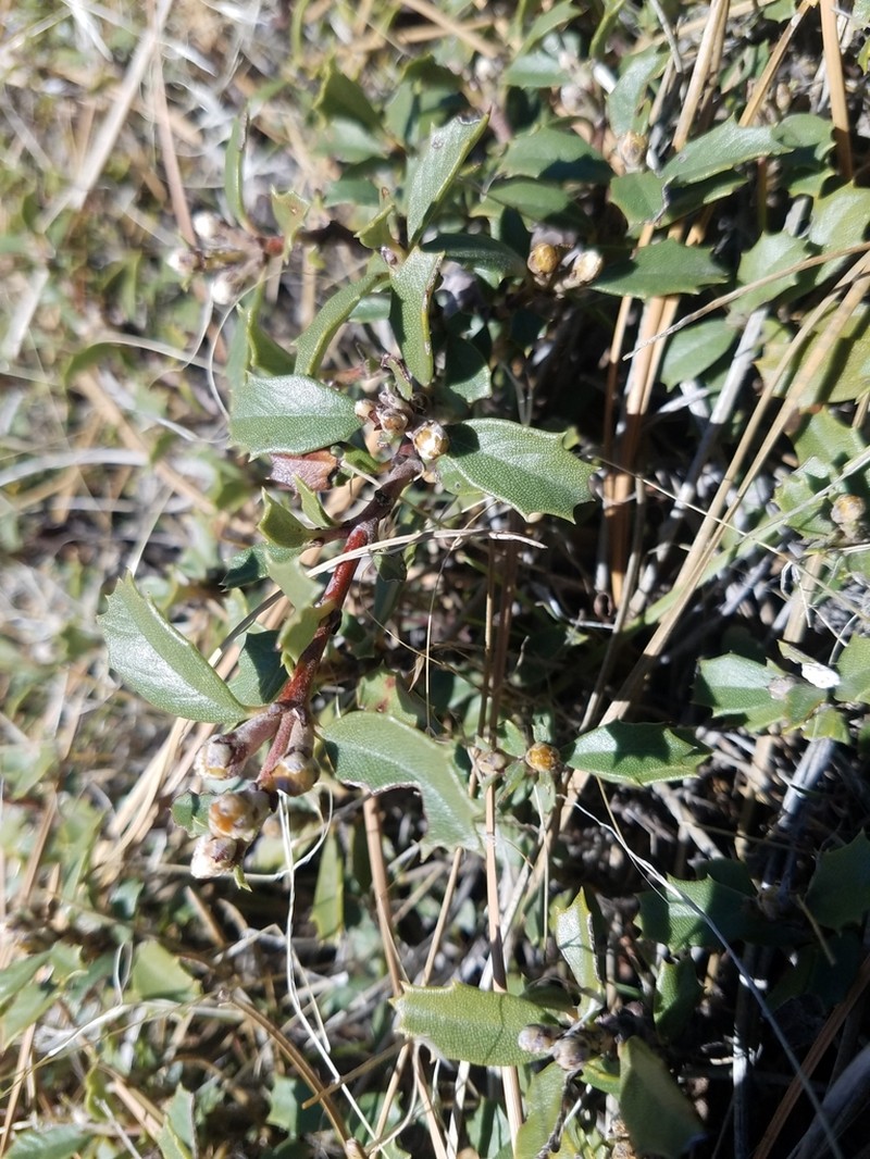 Prostrate Ceanothus photo 3