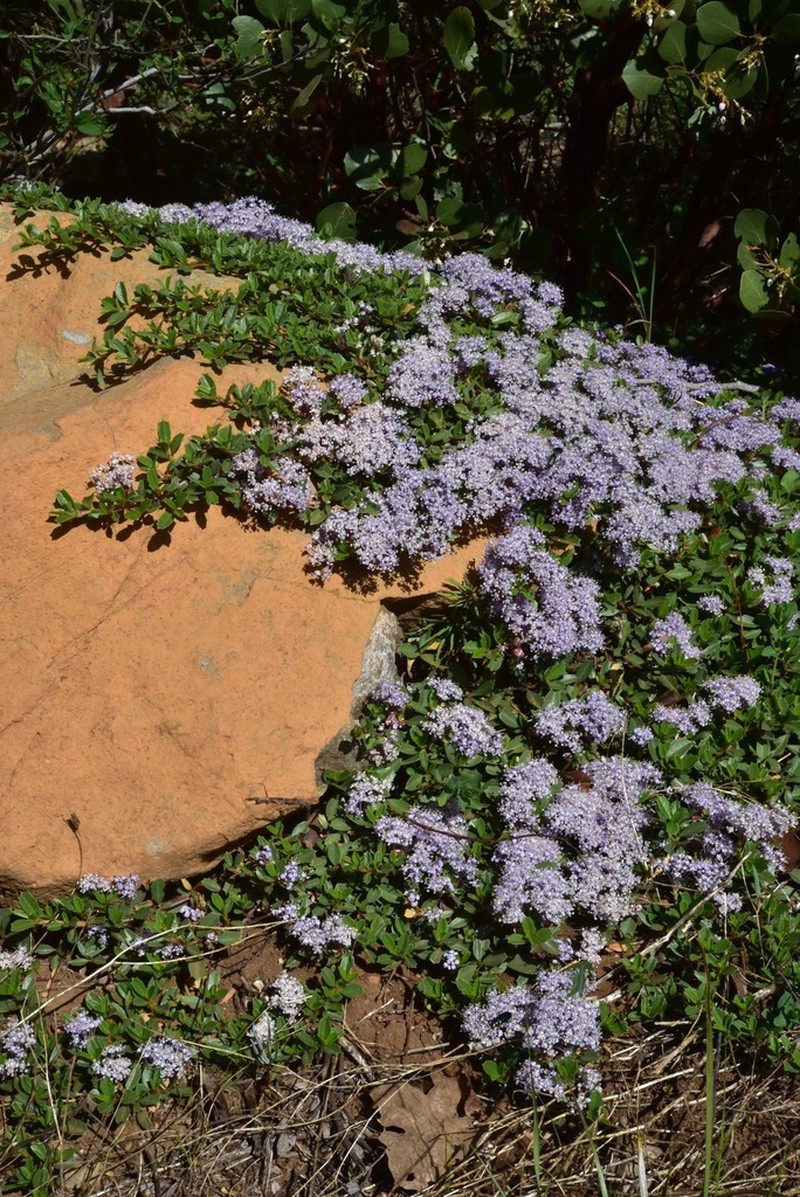 Prostrate Ceanothus photo 4