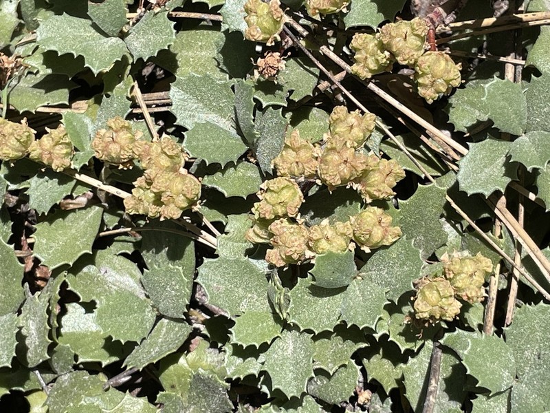 Prostrate Ceanothus photo 5