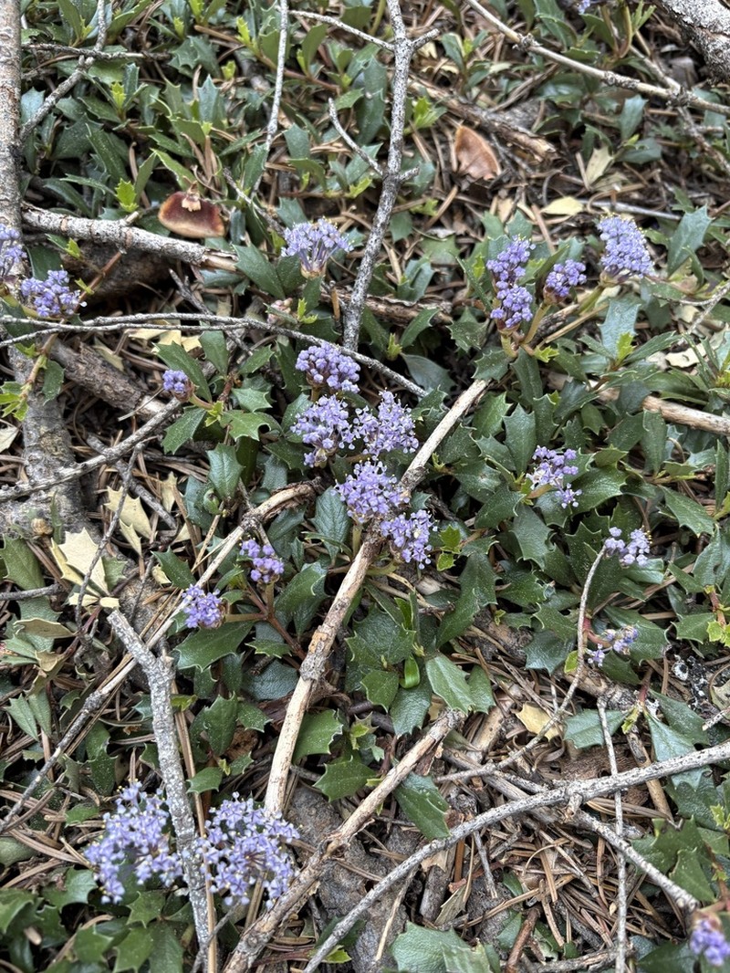 Prostrate Ceanothus photo 6