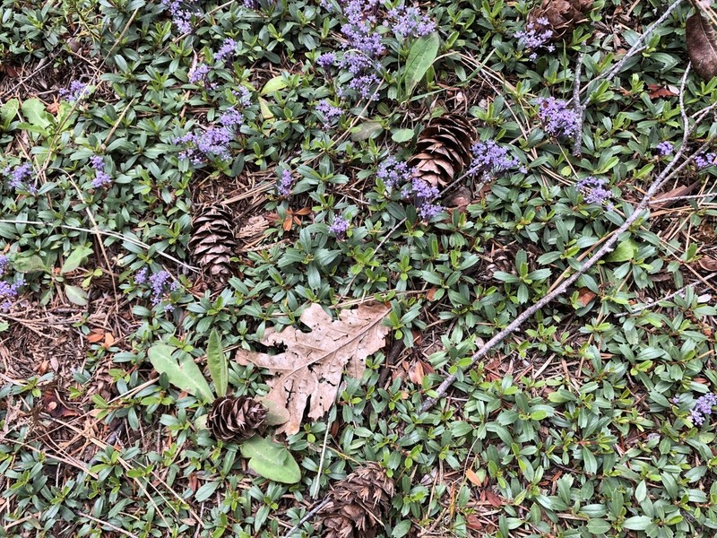 Prostrate Ceanothus photo 7