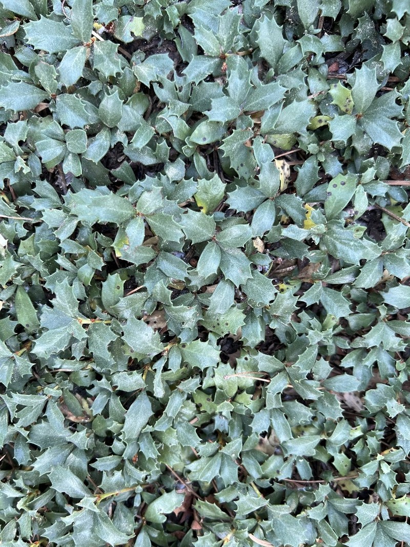 Prostrate Ceanothus photo 8