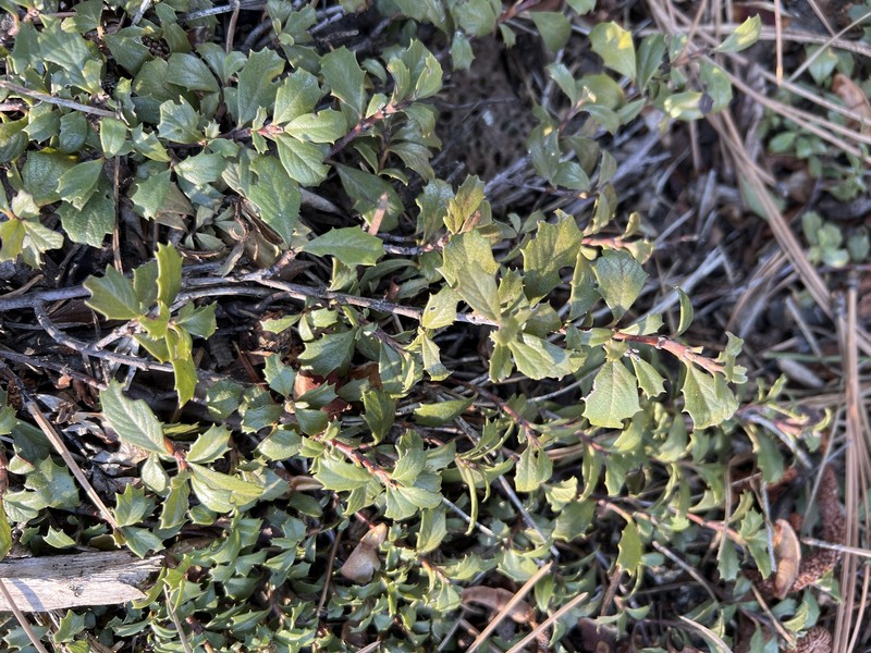 Ceanothus prostratus var. occidentalis