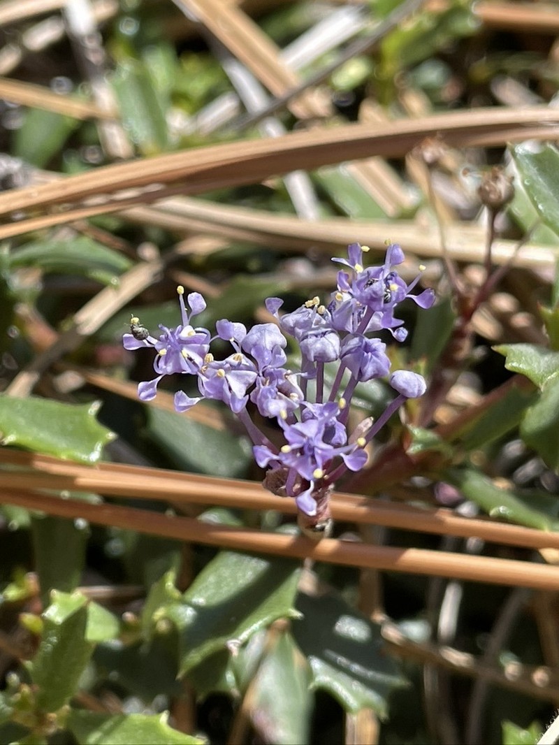Ceanothus prostratus var. occidentalis photo 2