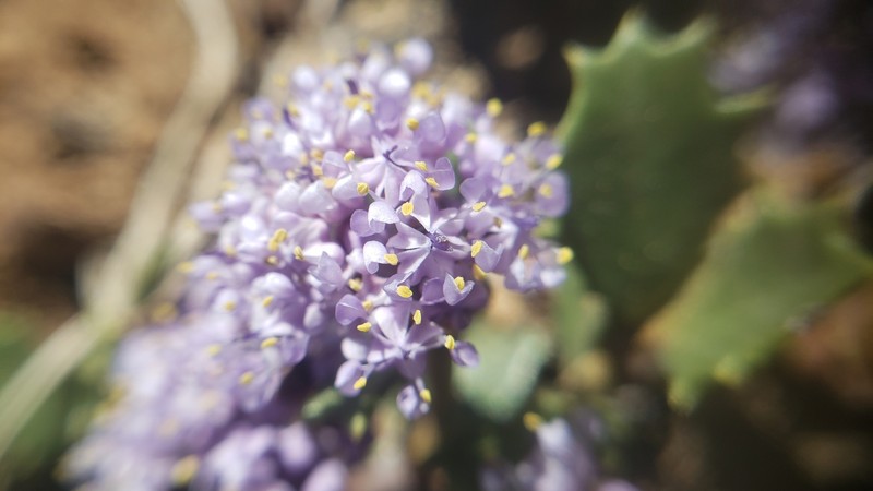 Ceanothus prostratus var. occidentalis photo 4