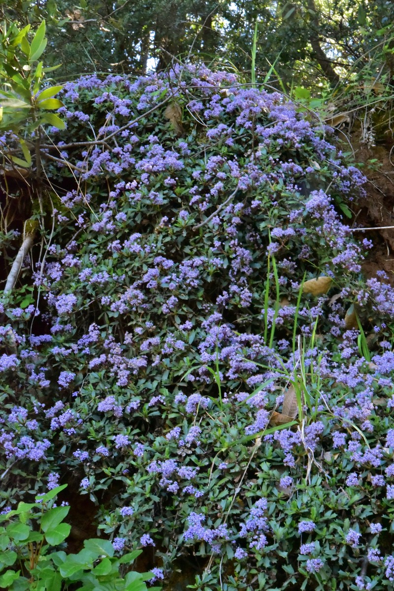 Ceanothus prostratus var. occidentalis photo 5