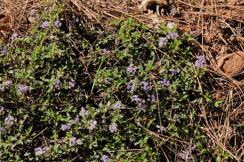 Ceanothus prostratus var. occidentalis photo 6