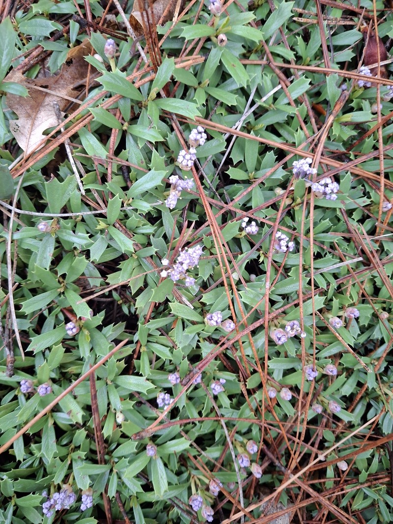 Ceanothus prostratus var. prostratus