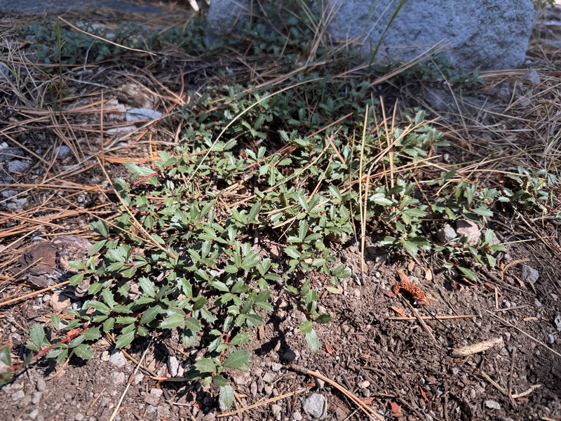 Ceanothus prostratus var. prostratus photo 3