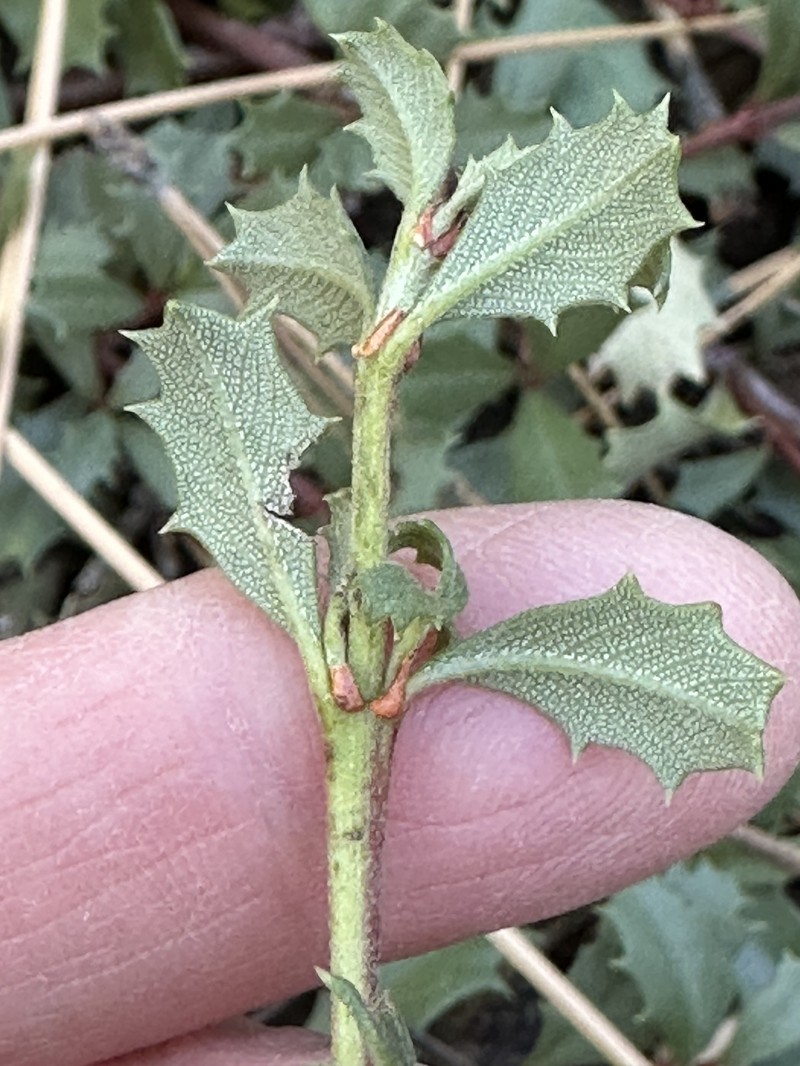Ceanothus prostratus var. prostratus photo 6
