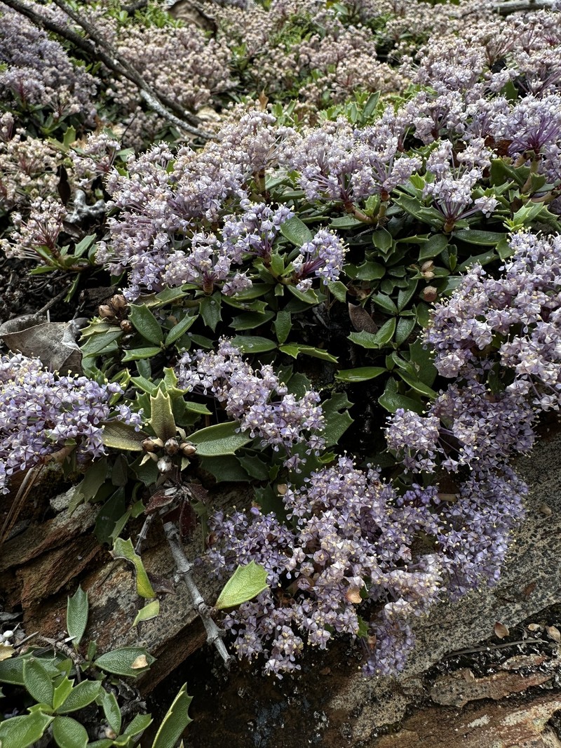 Ceanothus prostratus var. prostratus photo 8