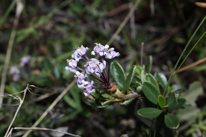 Dwarf Ceanothus
