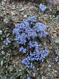 Dwarf Ceanothus