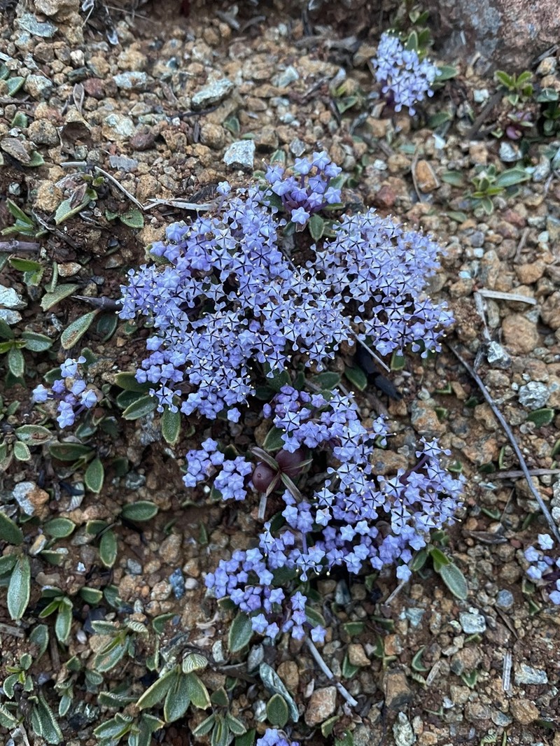 Dwarf Ceanothus