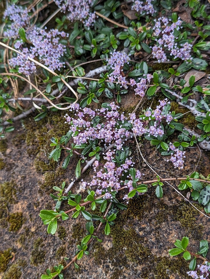 Dwarf Ceanothus photo 2