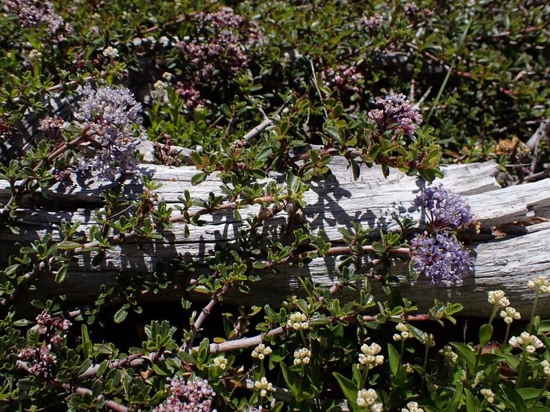 Dwarf Ceanothus photo 3