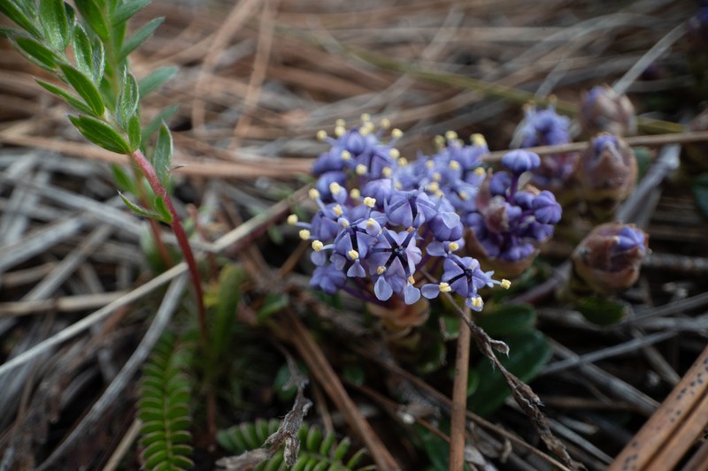 Dwarf Ceanothus photo 4