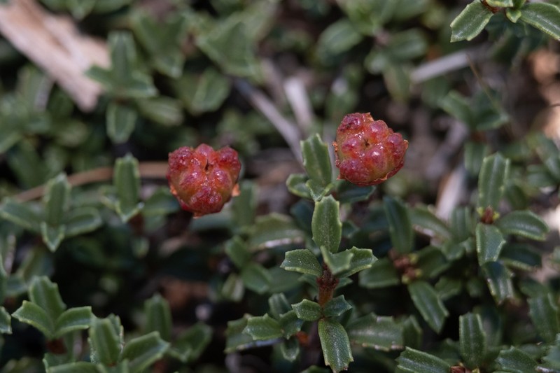 Dwarf Ceanothus photo 5