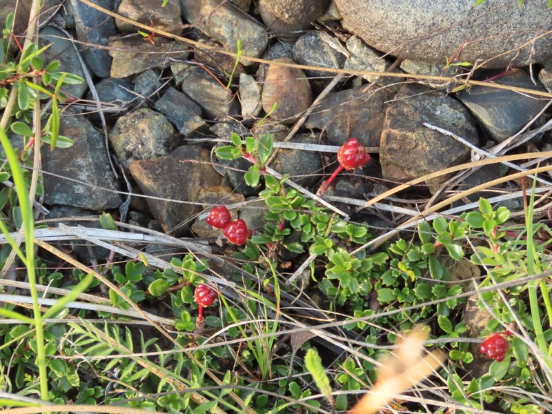 Dwarf Ceanothus photo 6