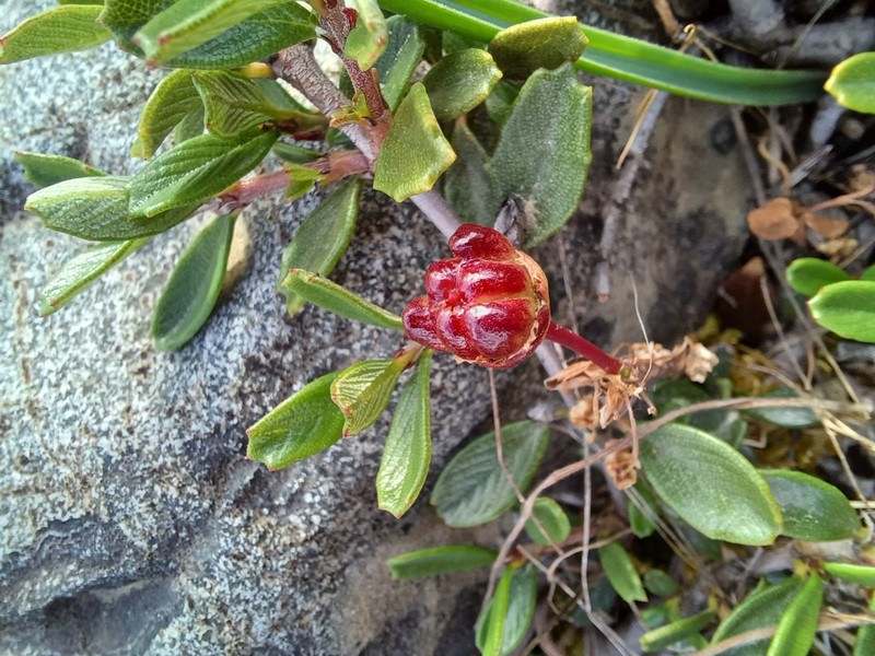 Dwarf Ceanothus photo 7
