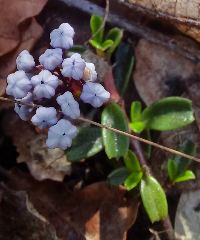 Dwarf Ceanothus photo 8