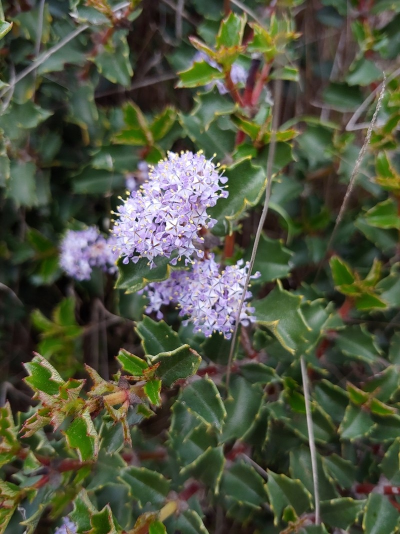 Hollyleaf Ceanothus