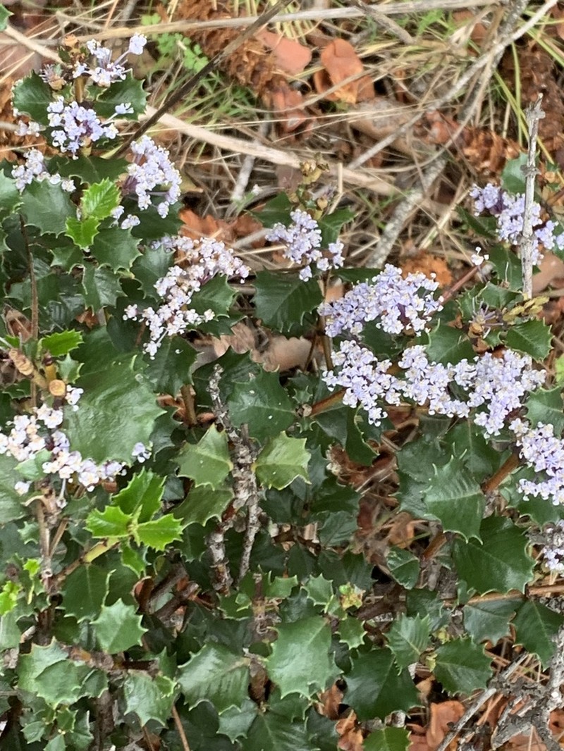 Hollyleaf Ceanothus photo 2