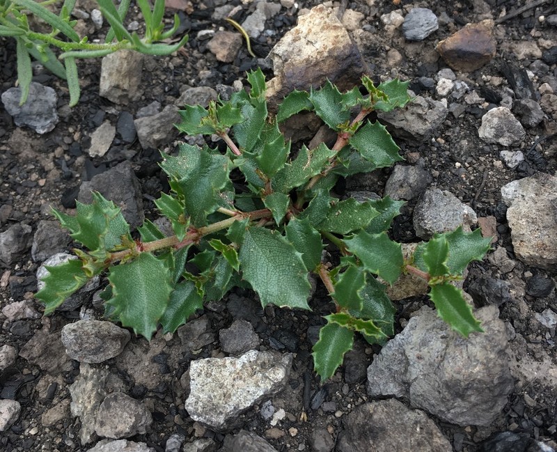 Hollyleaf Ceanothus photo 3